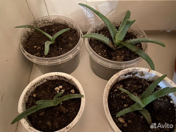 Толстянка, хатиора, алоэ, декабрист, хавортия