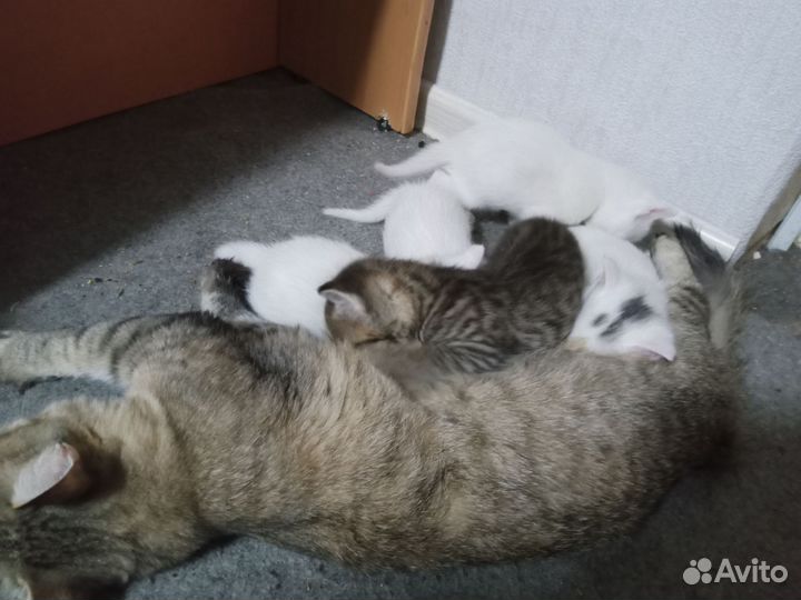 Котята