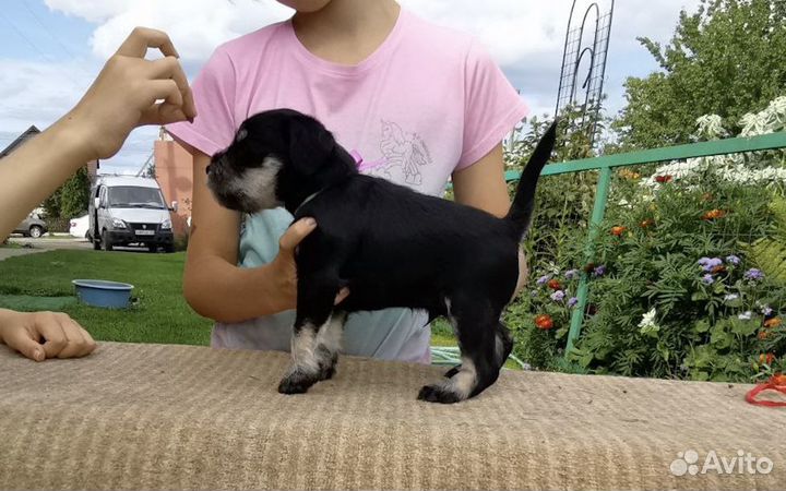 Мальчики цвергшнауцера