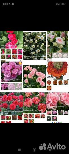 Розы для сада