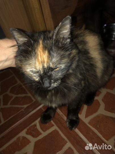 Кошка-крысолов