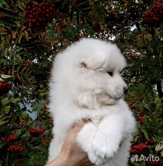 Резерв щенков Самоеда