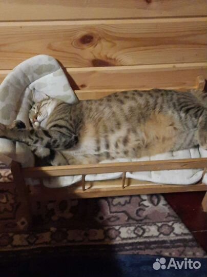 Кошечка в добрые руки