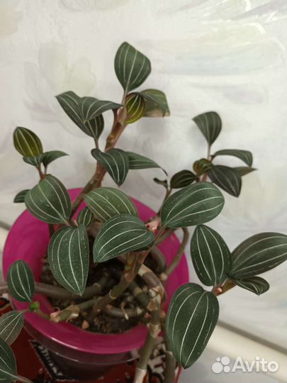 Лудизия драгоценная орхидея