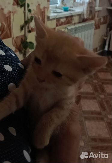 Котёнок девочка