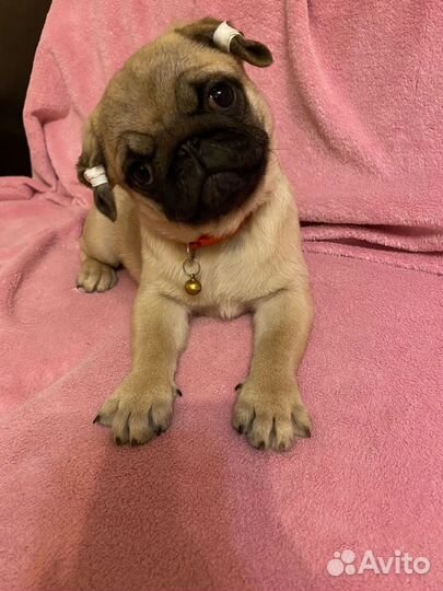 Щенки мопса