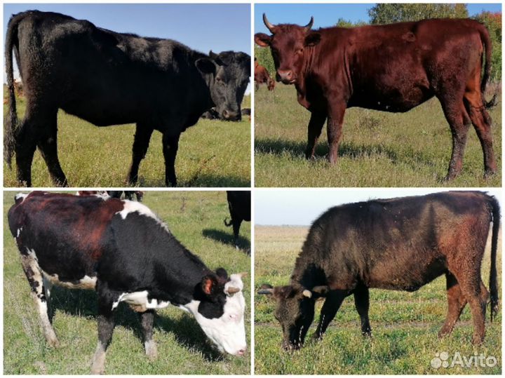 Тёлки, быки