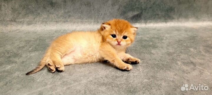 Британская золотая шиншилла