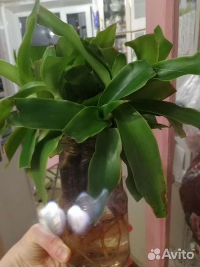 Золотой ус Каллизия душистая