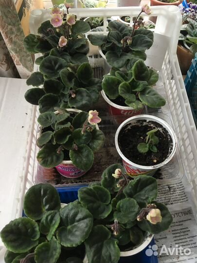 Фиалка сортовая