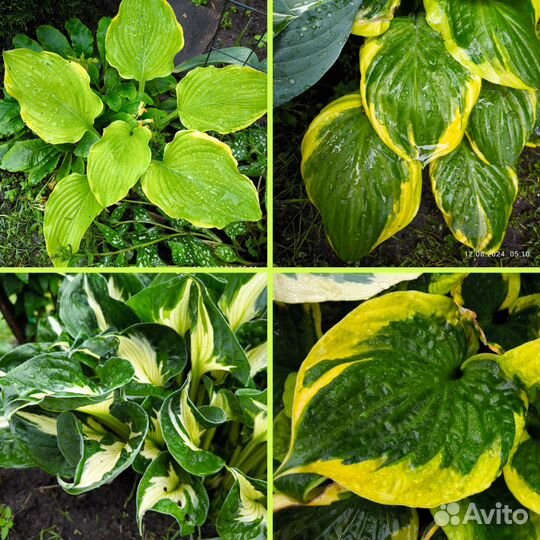 Хосты разные