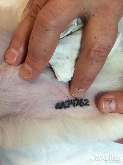 Это Клуб собаководства (клеймение и все вопросы)