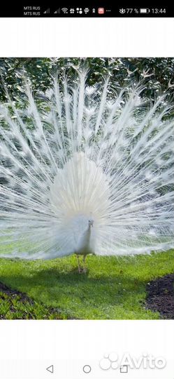 Продам павлинов