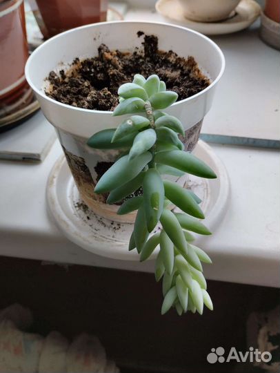 Очиток,Фикус бегония, ахименис