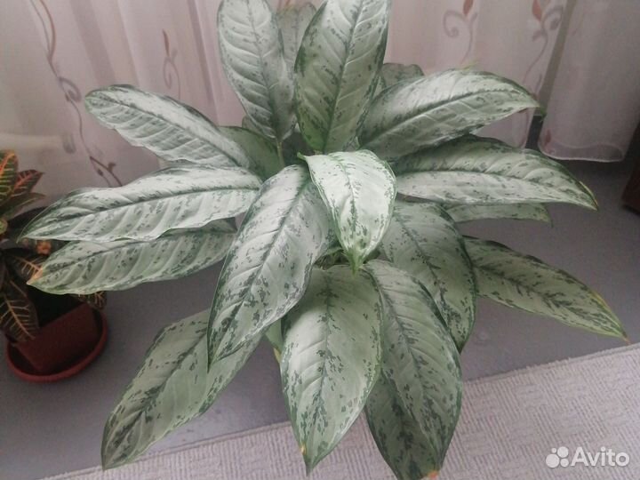 Аглоонема