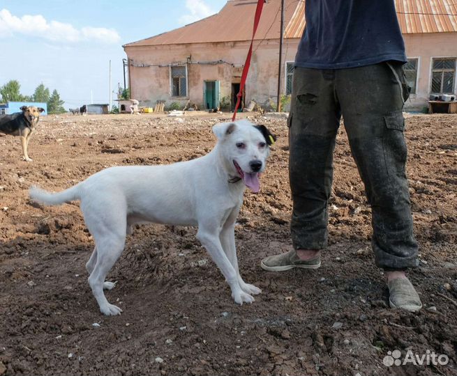 Отдам бесплатно