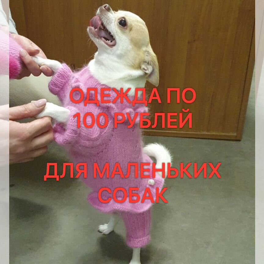 Одежда для маленьких собак