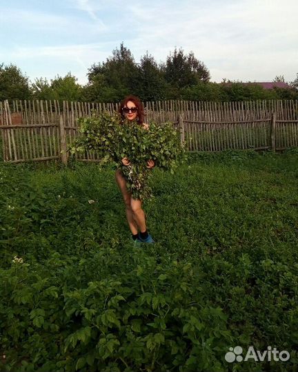 Веник банный берёзовый, собран в Петров день