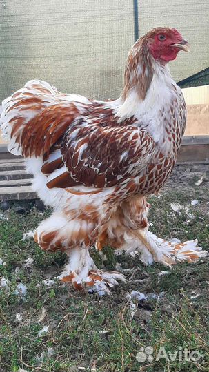 Брама,Кохинхины