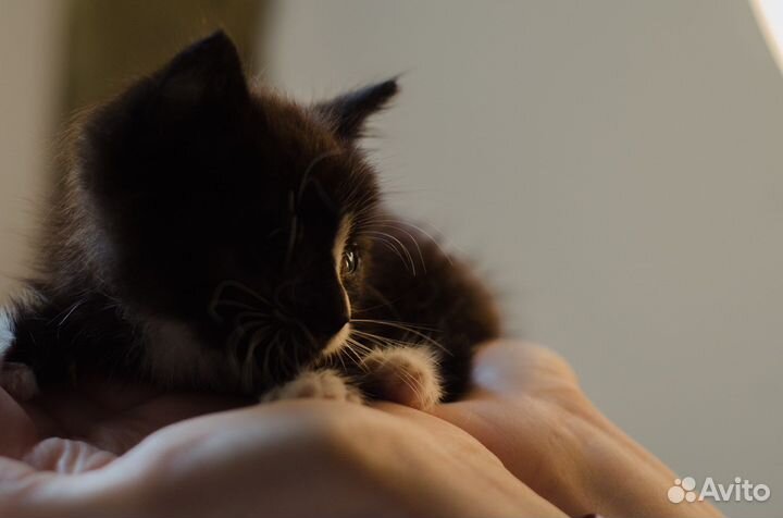 Котенок в добрые руки