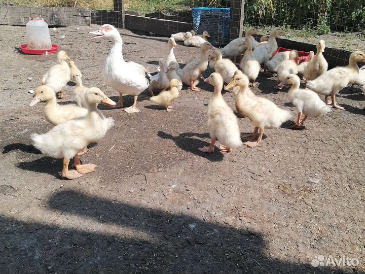 Утка стар 53