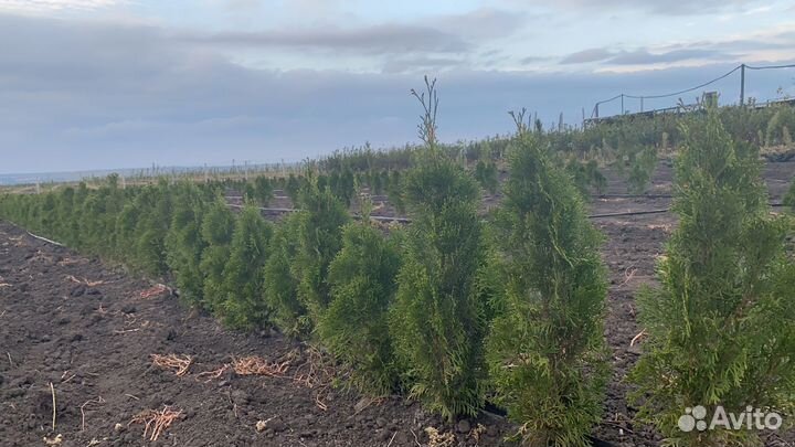 Туя смарагд