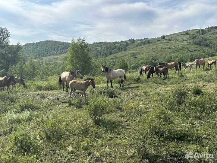 Табун