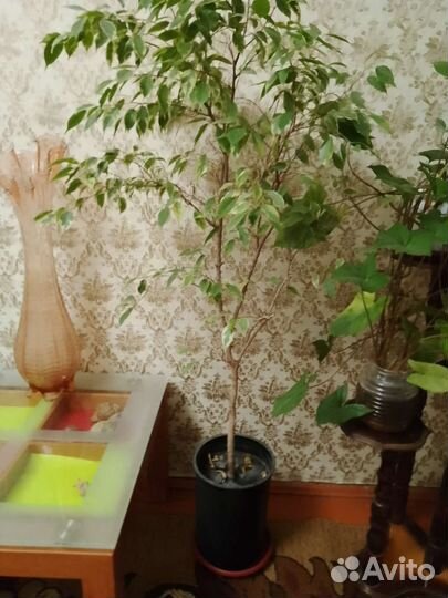 Фикус бенджамина