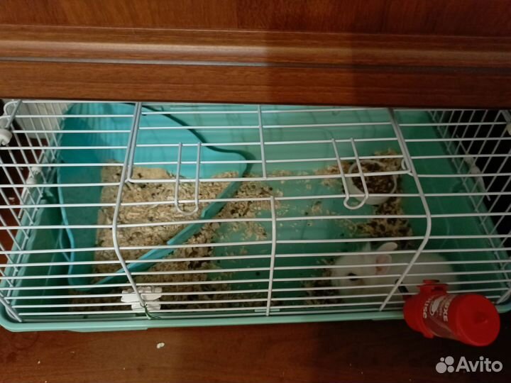 Декоративные кролики