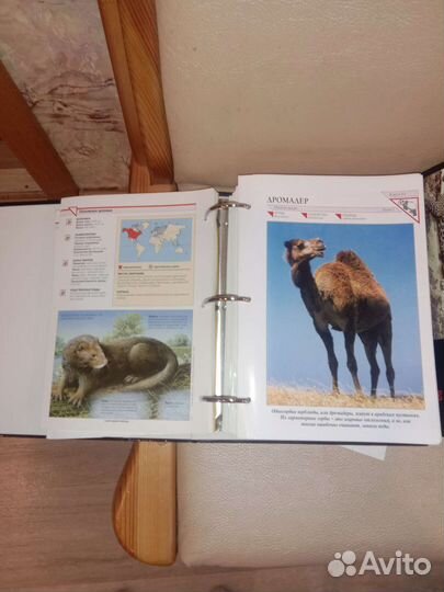 В мире дикой природы