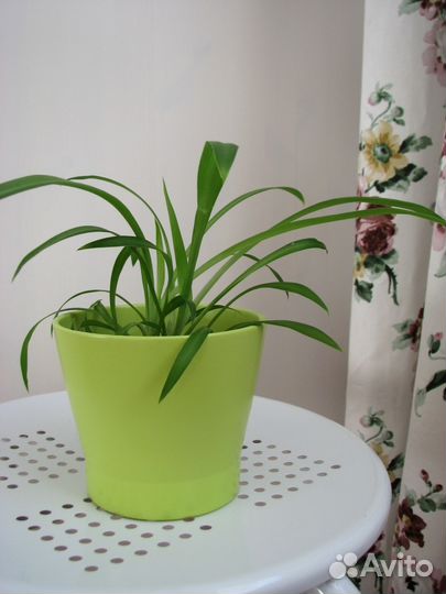 Хлорофитум