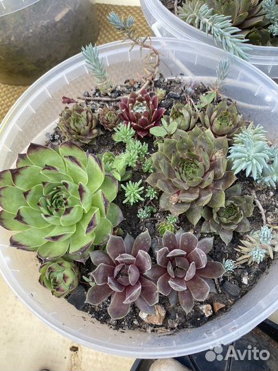 Молодило каменная роза