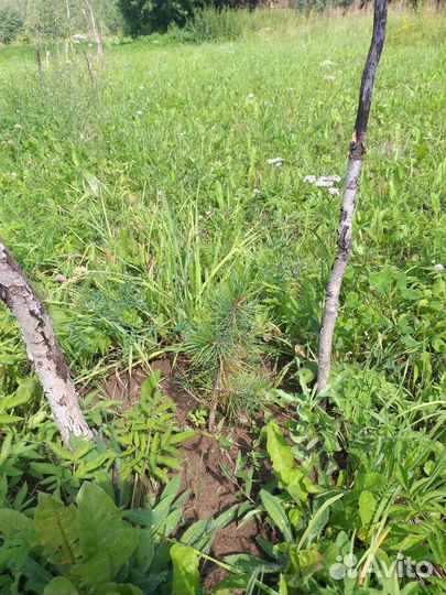 Саженцы кедра