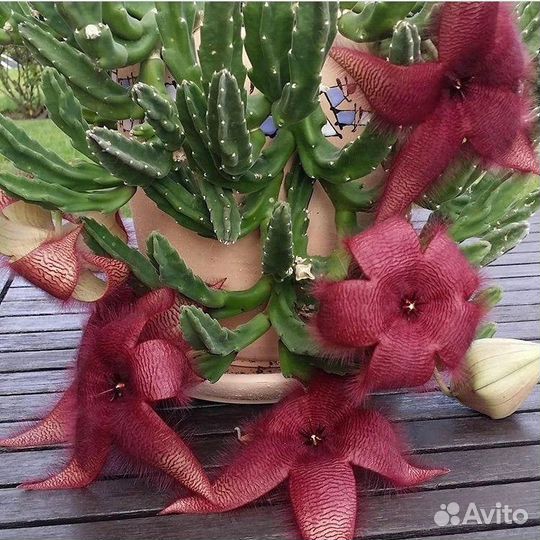 Стапелия Грандифлора.Набор для самост. укоренения