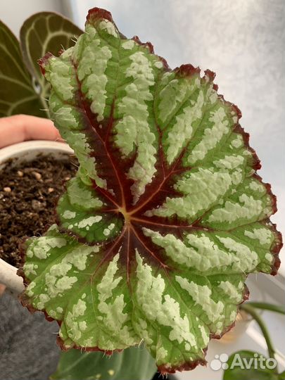 Распродажа