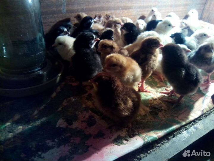 Цыплята