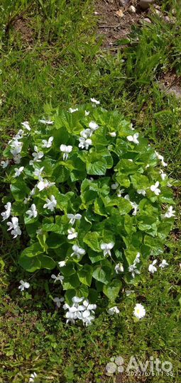 Цветы садовые