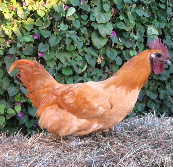 Леггорн.окрас 