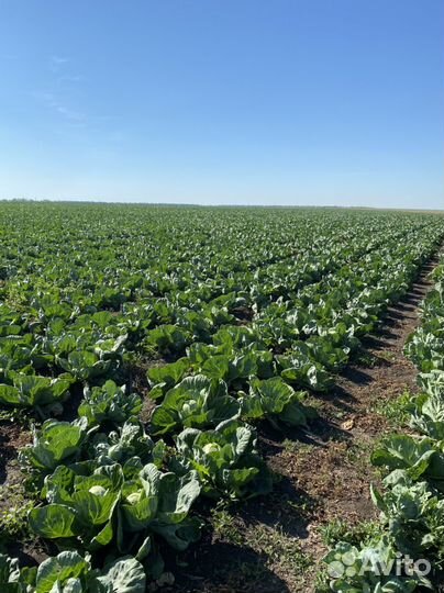 Капуста оптом от производителя