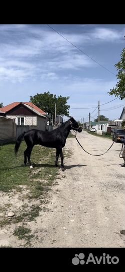 Жеребец карачаевской породы
