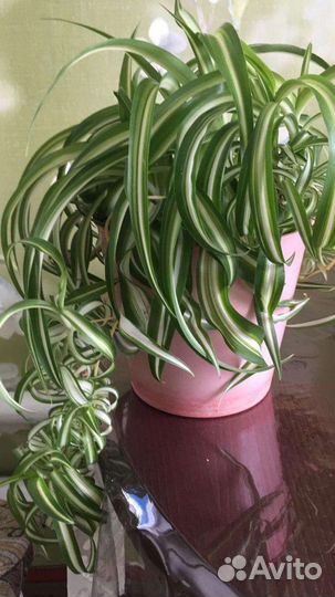 Комнатные цветы