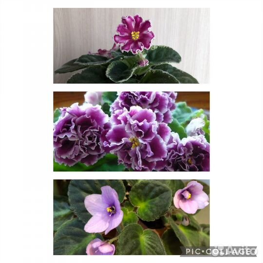 Фиалки сортовые (укоренённые)