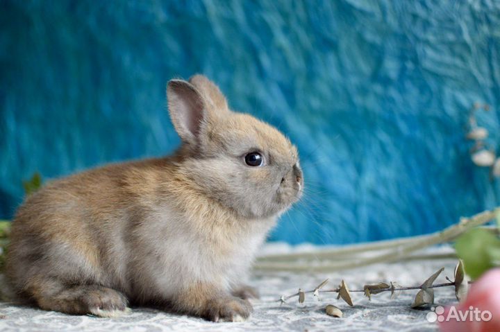Ваш карликовый кролик