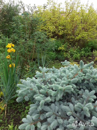 Многолетние растения