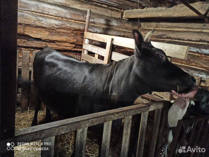 Корова дойная