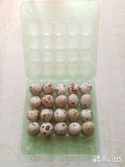 Яйца перепелиные домашние