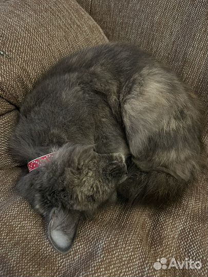 Домашние животные кошки