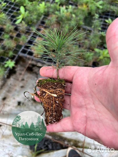 Сеянцы зкс Сосна Ель Лиственница окс Голуб Горн