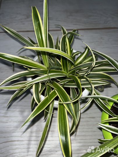 Хлорофитум 2