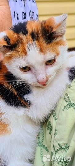 Рыжий котенок в добрые руки